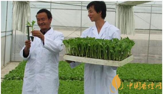煙草專業大學排名，煙草專業就業前景好