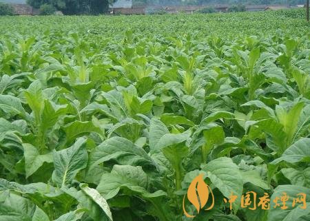 湖南江永連續4年獲得煙田綠色防控覆蓋率100%!