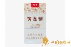 黃金葉天葉辨別真偽的方法分享